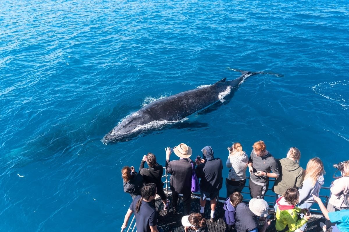 whale watching tour in Margaret River