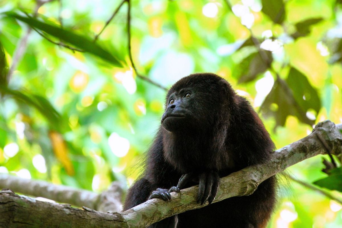 Baboon Sanctuary tours from Belize City