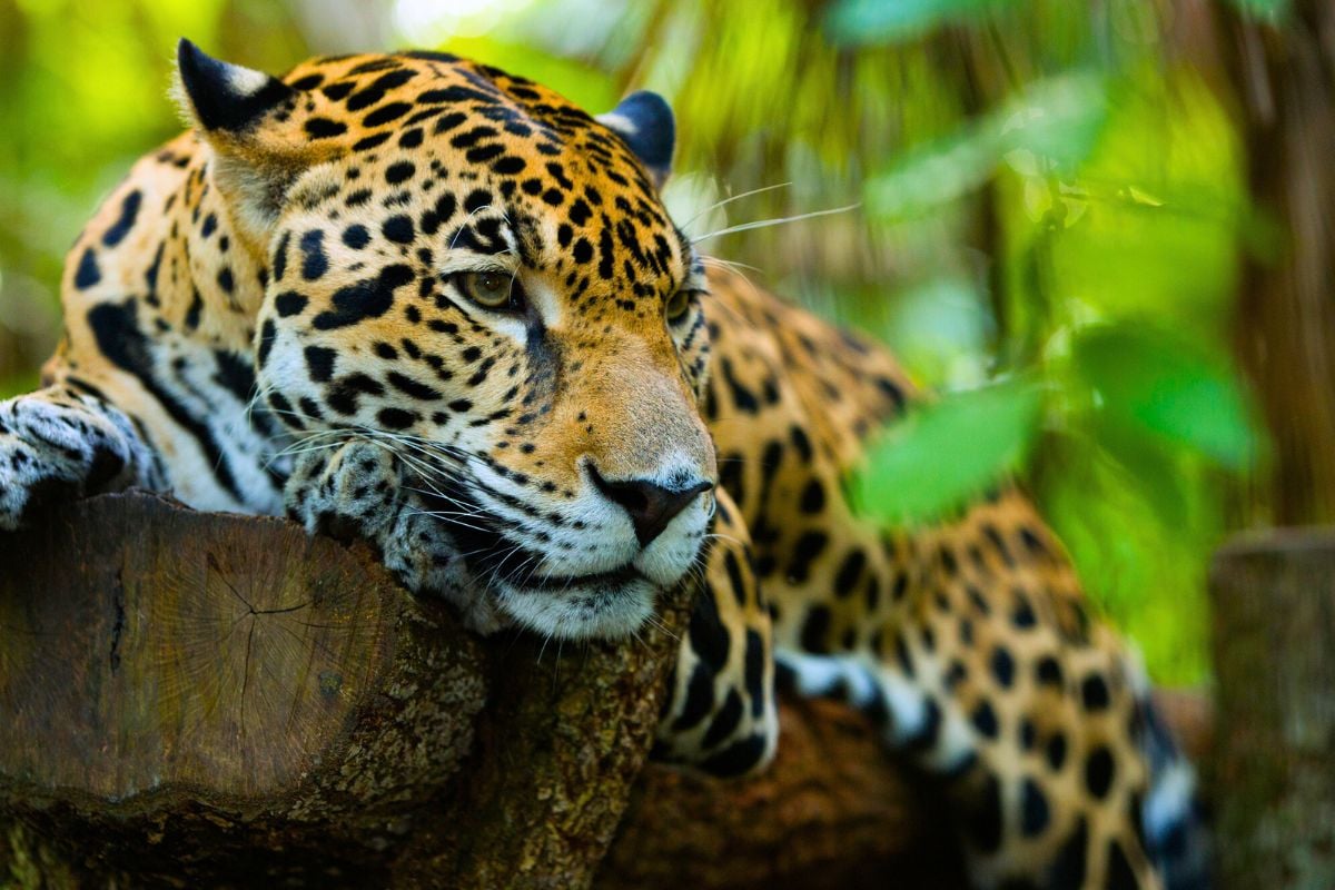 Belize Zoo tours from Belize City