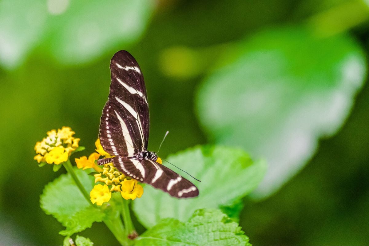 Green Hills Butterfly Ranch, Belize