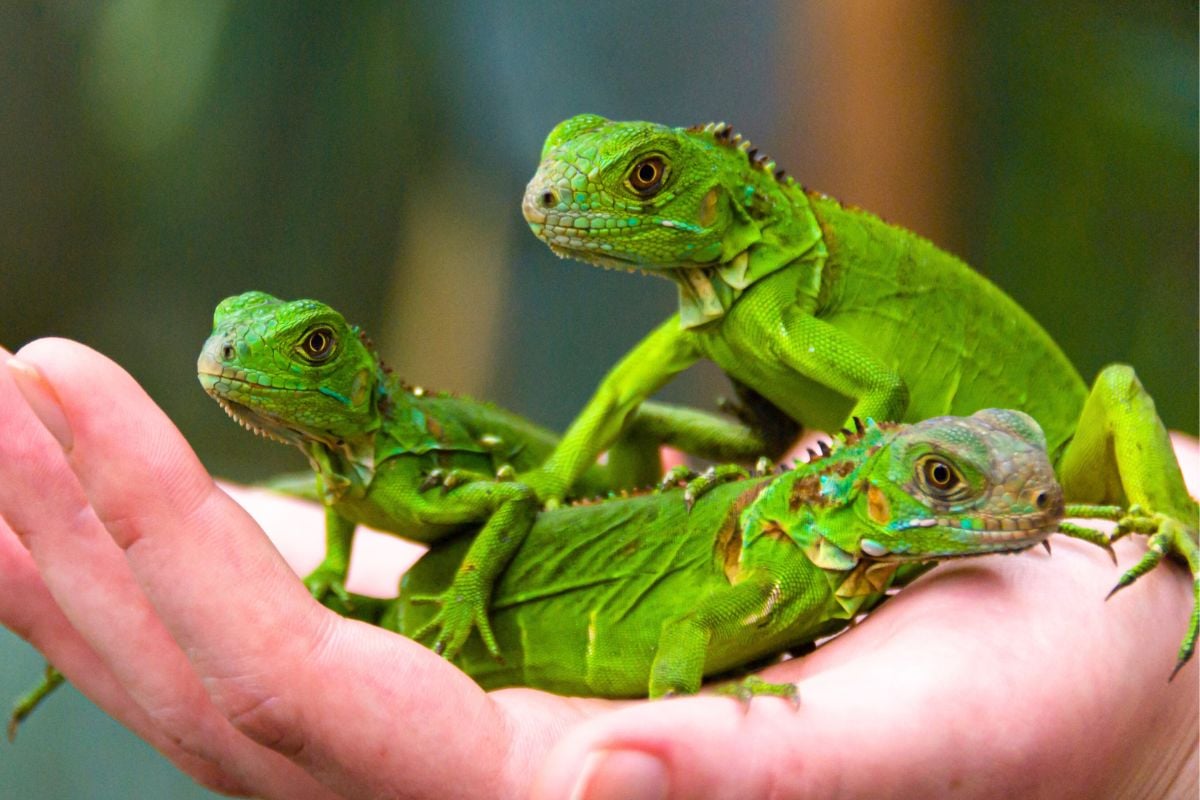 Green Iguana Conservation Project, Belize