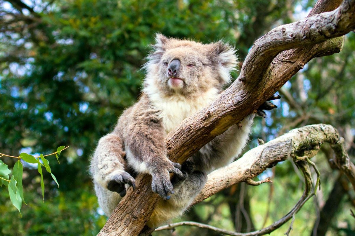 Koala Conservation Reserve, Phillip Island