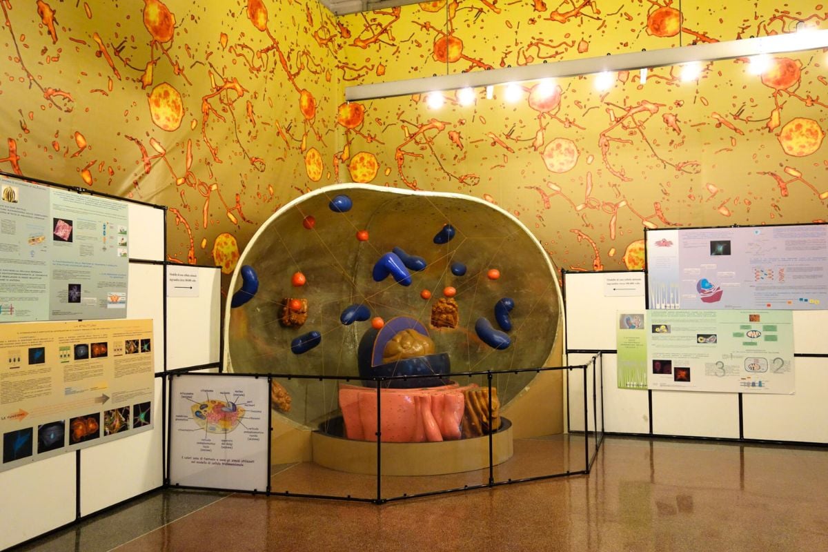 Museo Civico di Storia Naturale Giacomo Doria, Genoa