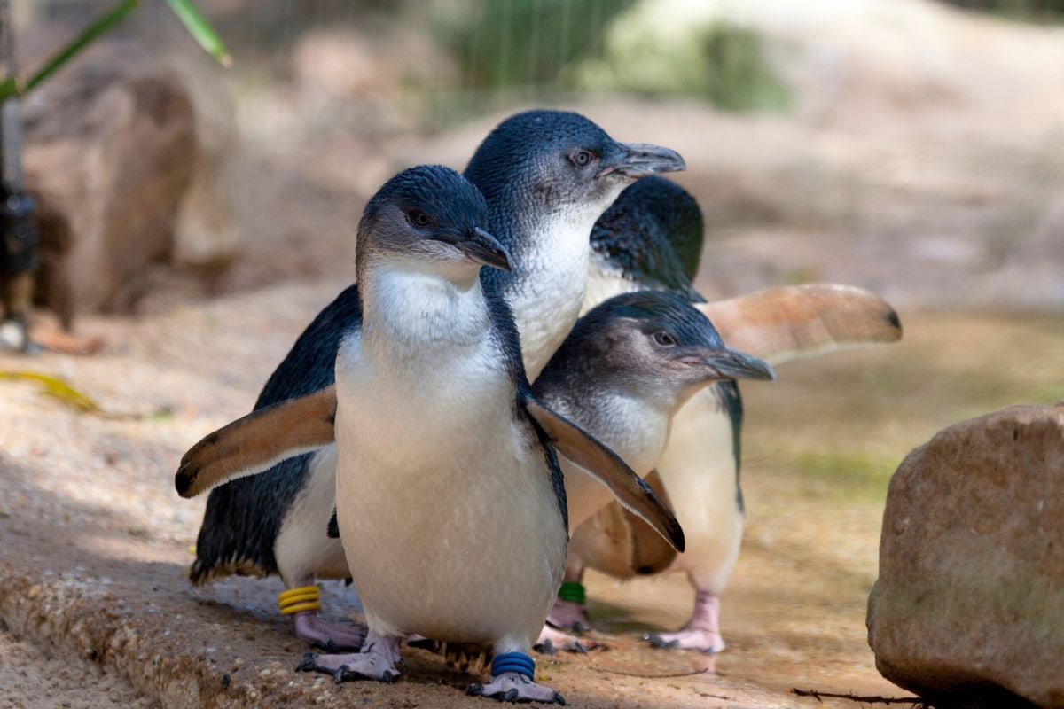 Penneshaw Penguin Centre, Kangaroo Island
