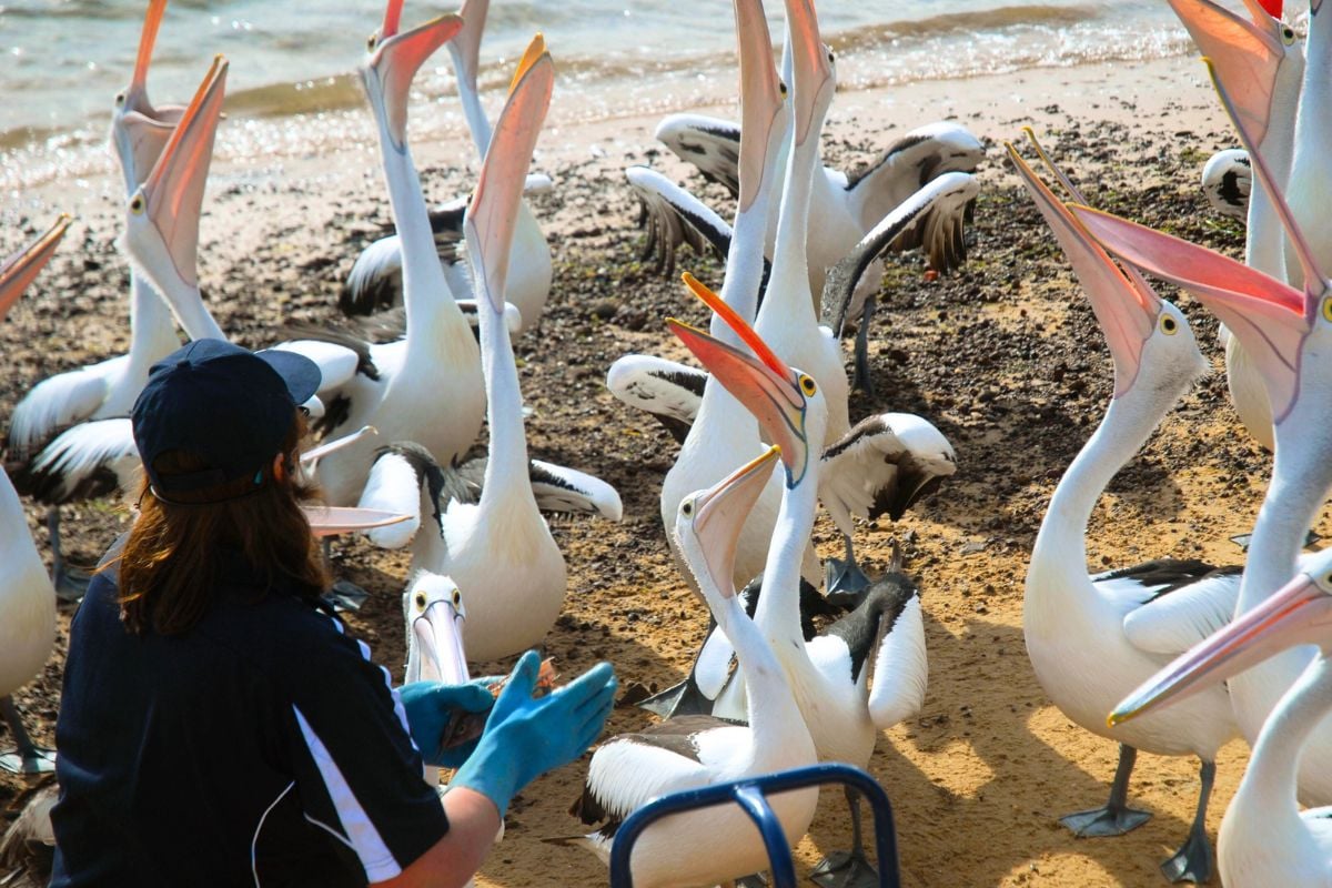 San Remo Pelican Feeding, Phillip Island