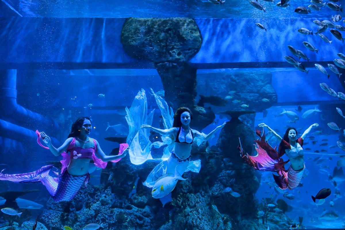 Silverton Aquarium, Las Vegas
