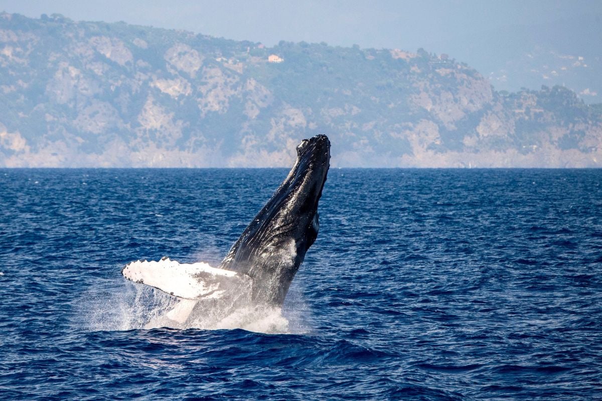 Whale Watching, Genoa