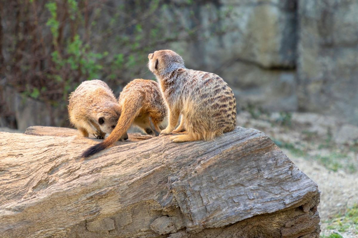 Zoo Zagreb