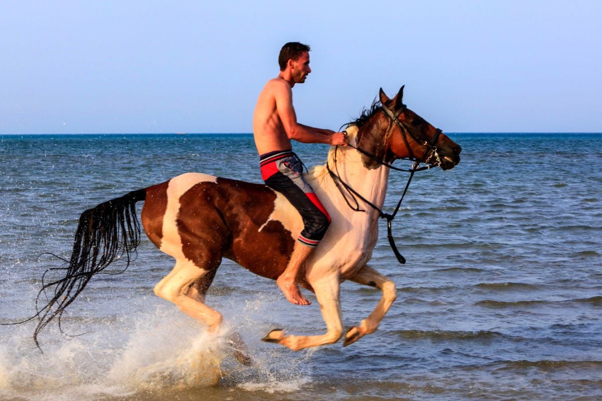 horse riding in Sharm EL Sheikh