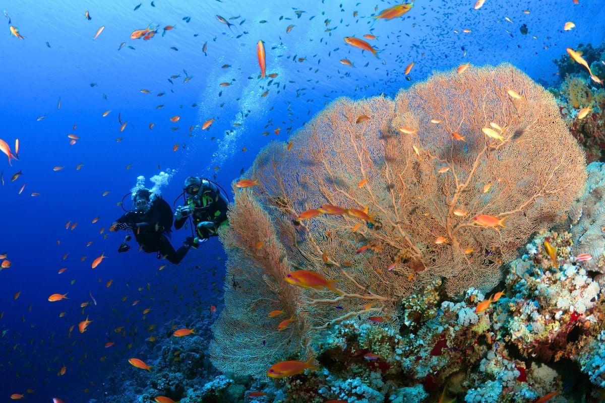 scuba diving in Sharm El Sheikh