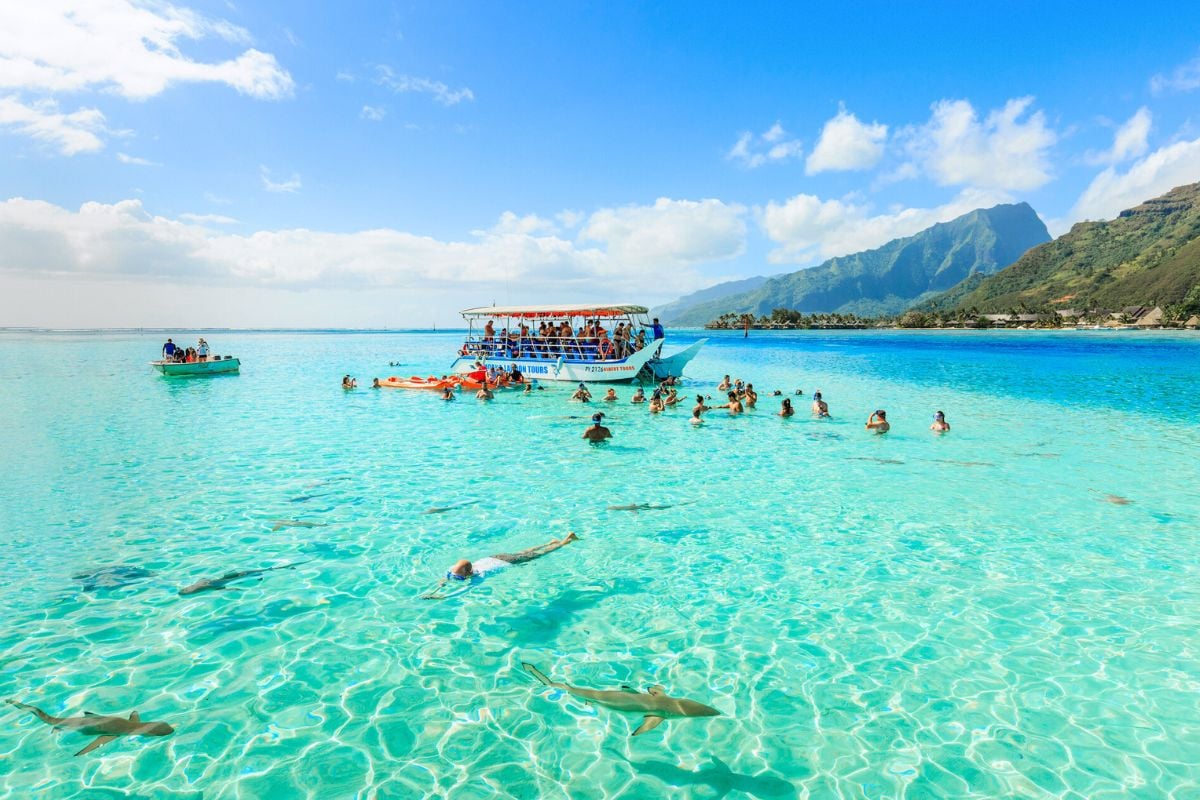 swim with sharks and rays in Moorea