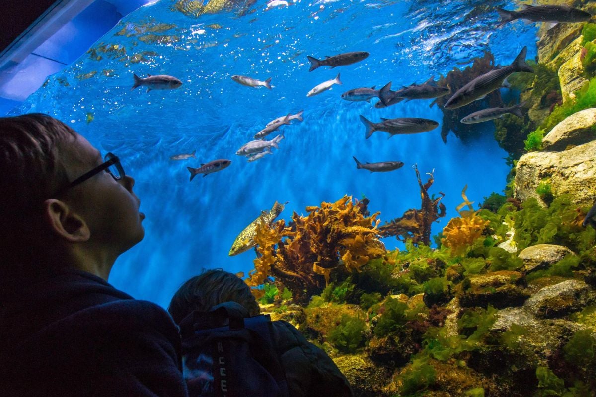 Aquarium La Rochelle