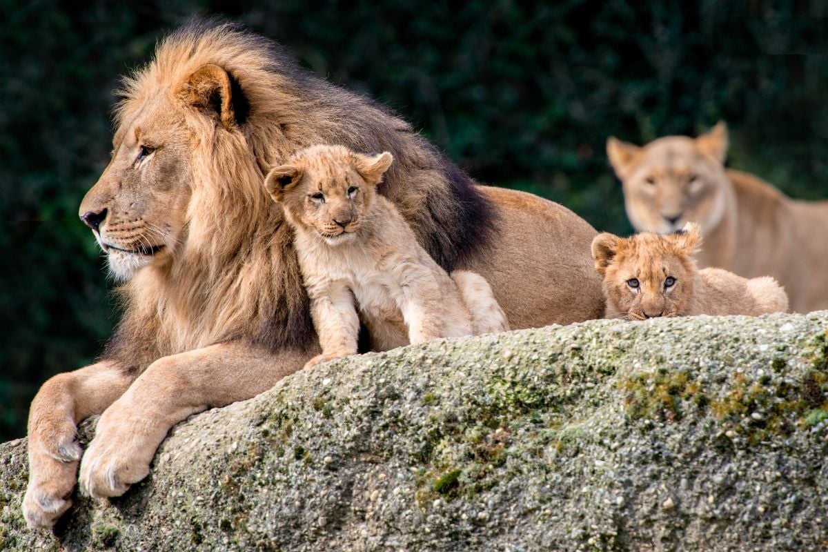 Basel Zoo