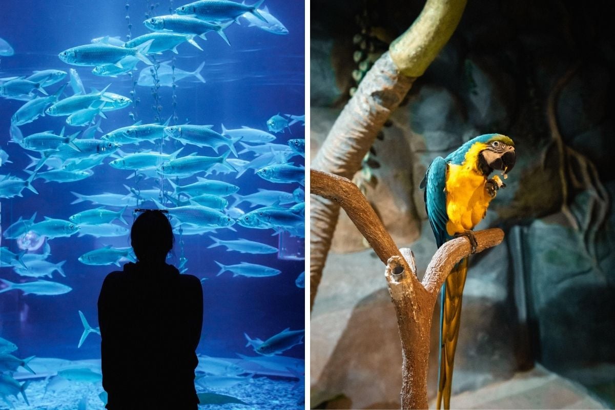Jakarta Aquarium & Safari