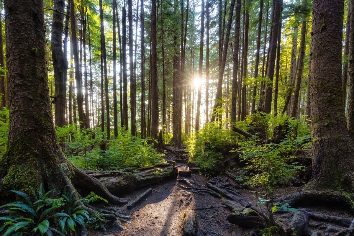 Mystical rainforest tours, Victoria, BC