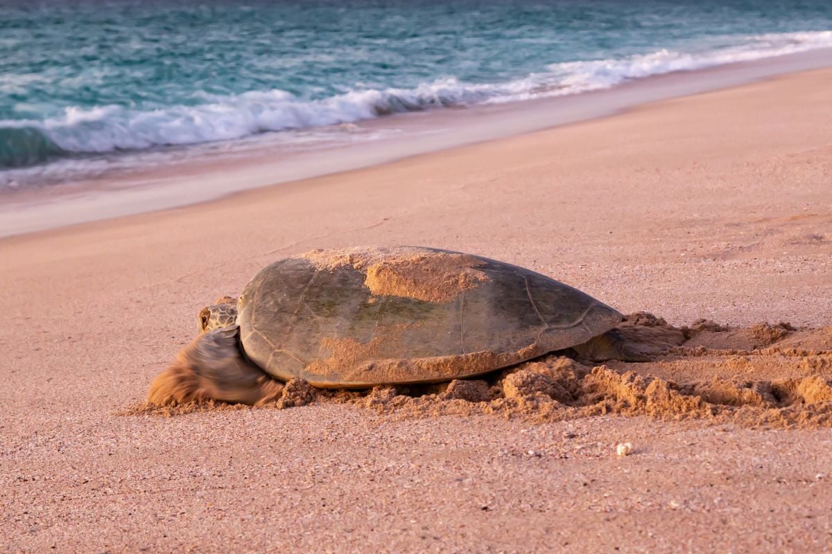 Ras Al Jinz Turtle Reserve, Oman