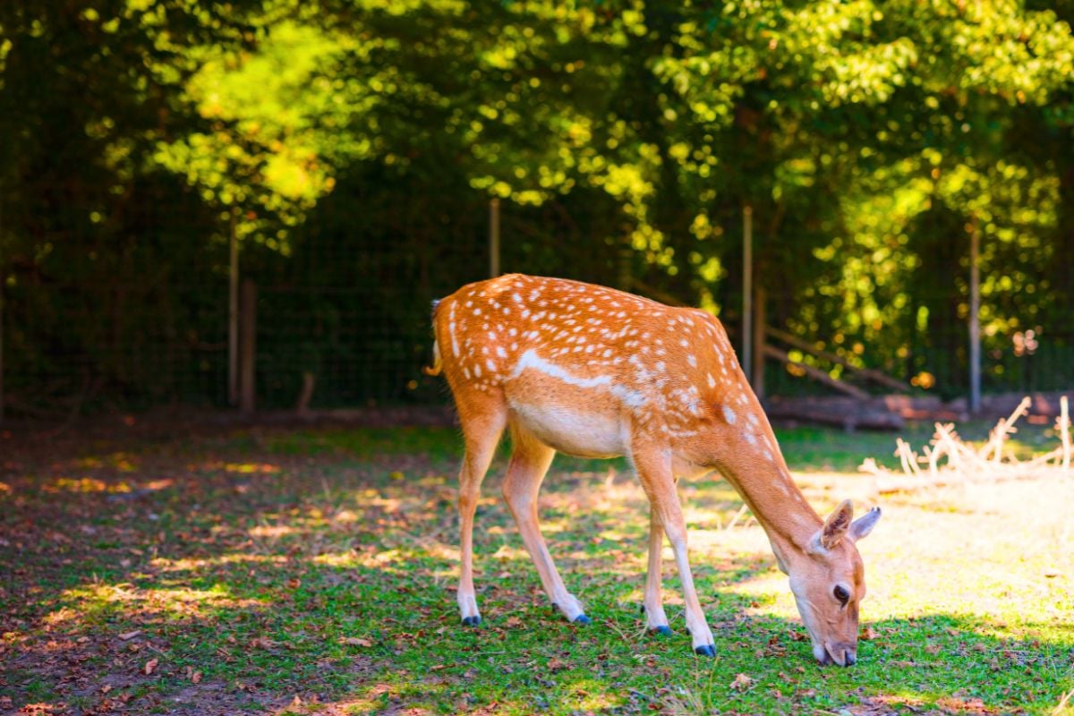 Tierpark Lange Erlen, Basel