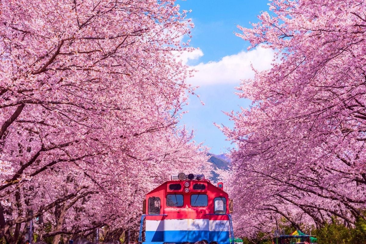cherry blossom tours in Busan