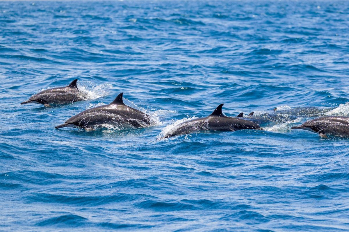 dolphin watching in Muscat