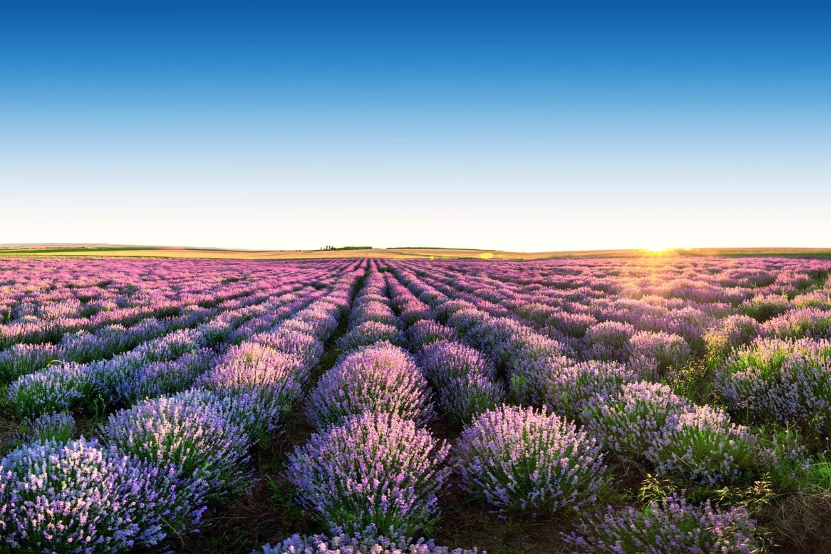 lavender fields tour from Aix-en-Provence