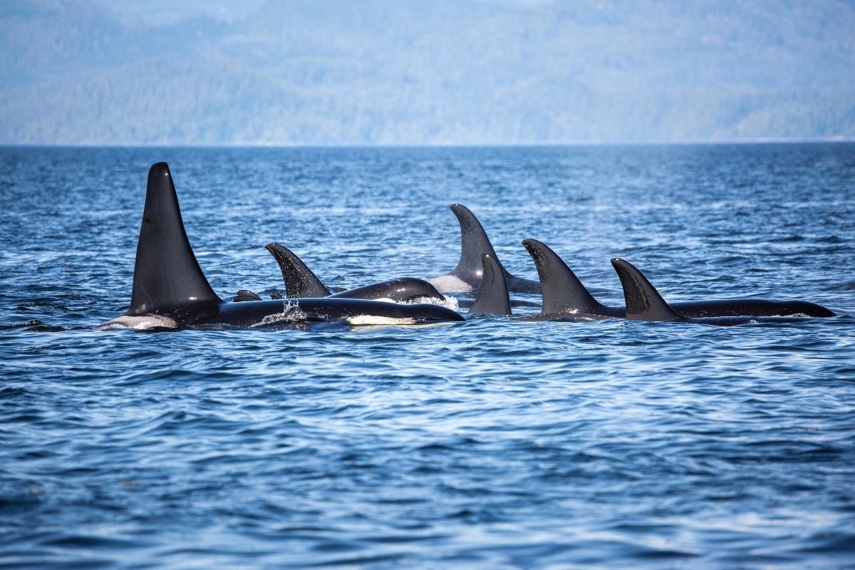 whale watching tours in Victoria, BC