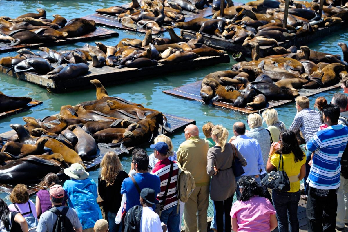 Sea Lion Viewing Area at Pier 39, Fisherman's Wharf