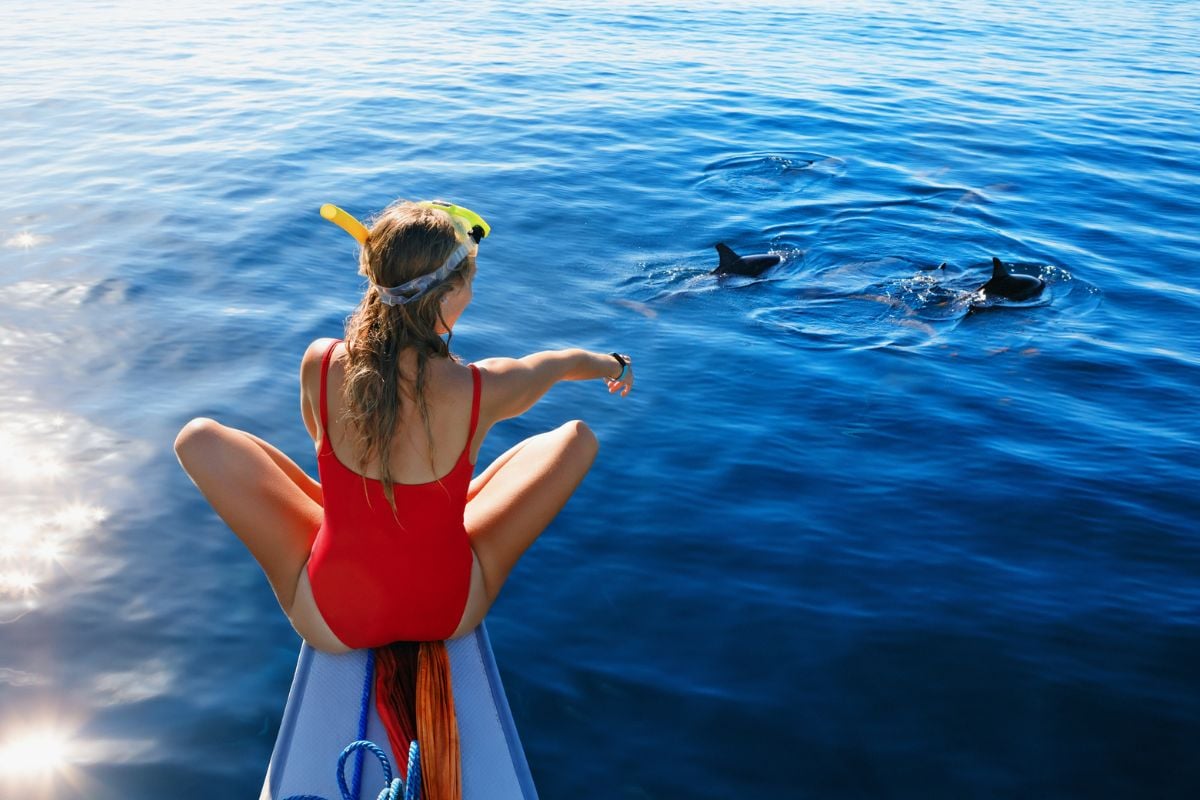 dolphin watching in Martinique