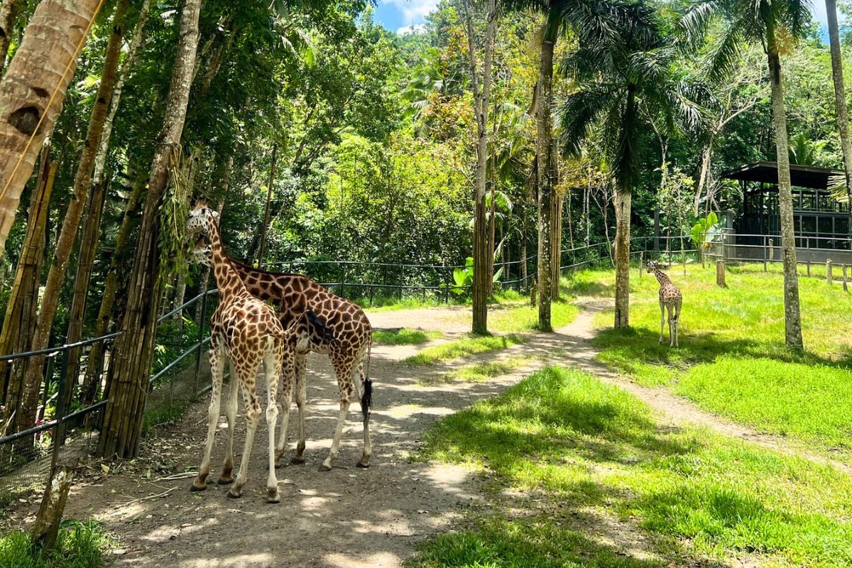 Cebu Safari and Adventure Park, Cebu