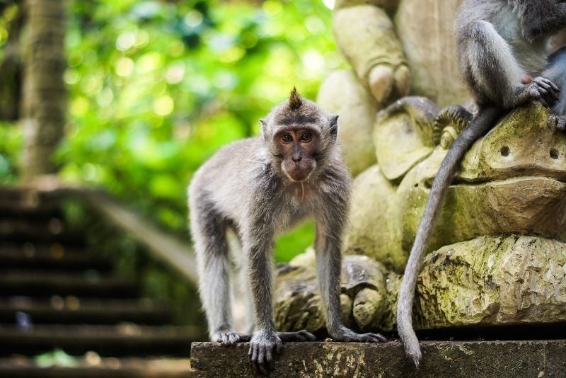 Sacred Monkey Forest Sanctuary, Bali, Indonesia