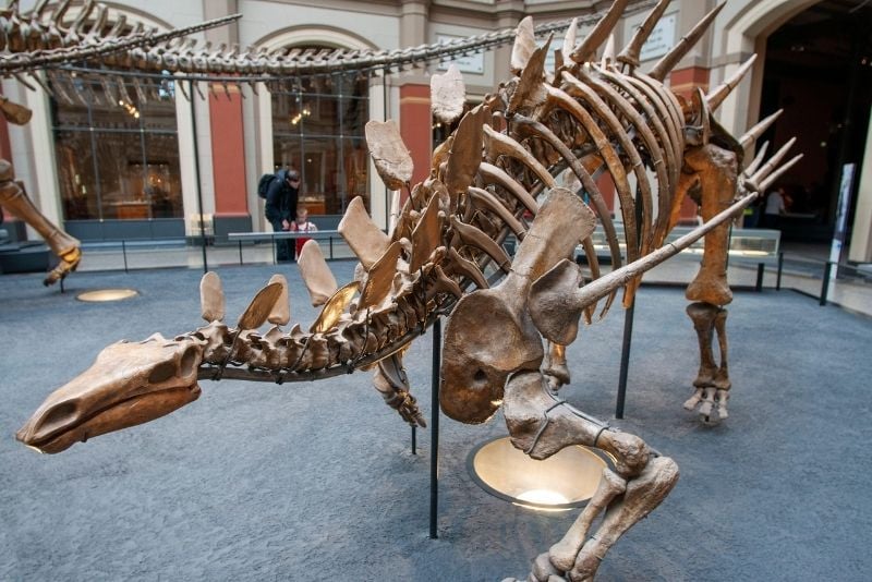 Natuurhistorisch Museum, Berlijn