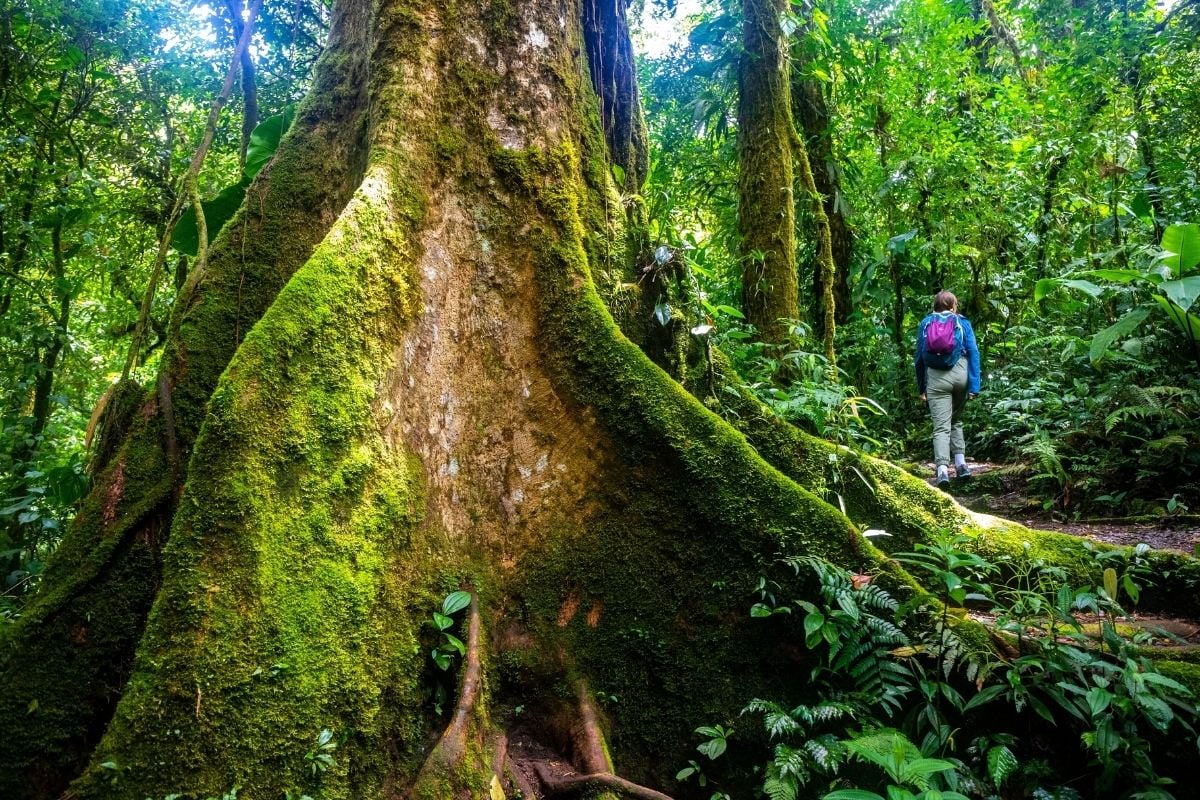 Monteverde Cloud Forest Biological Reserve, Costa Rica