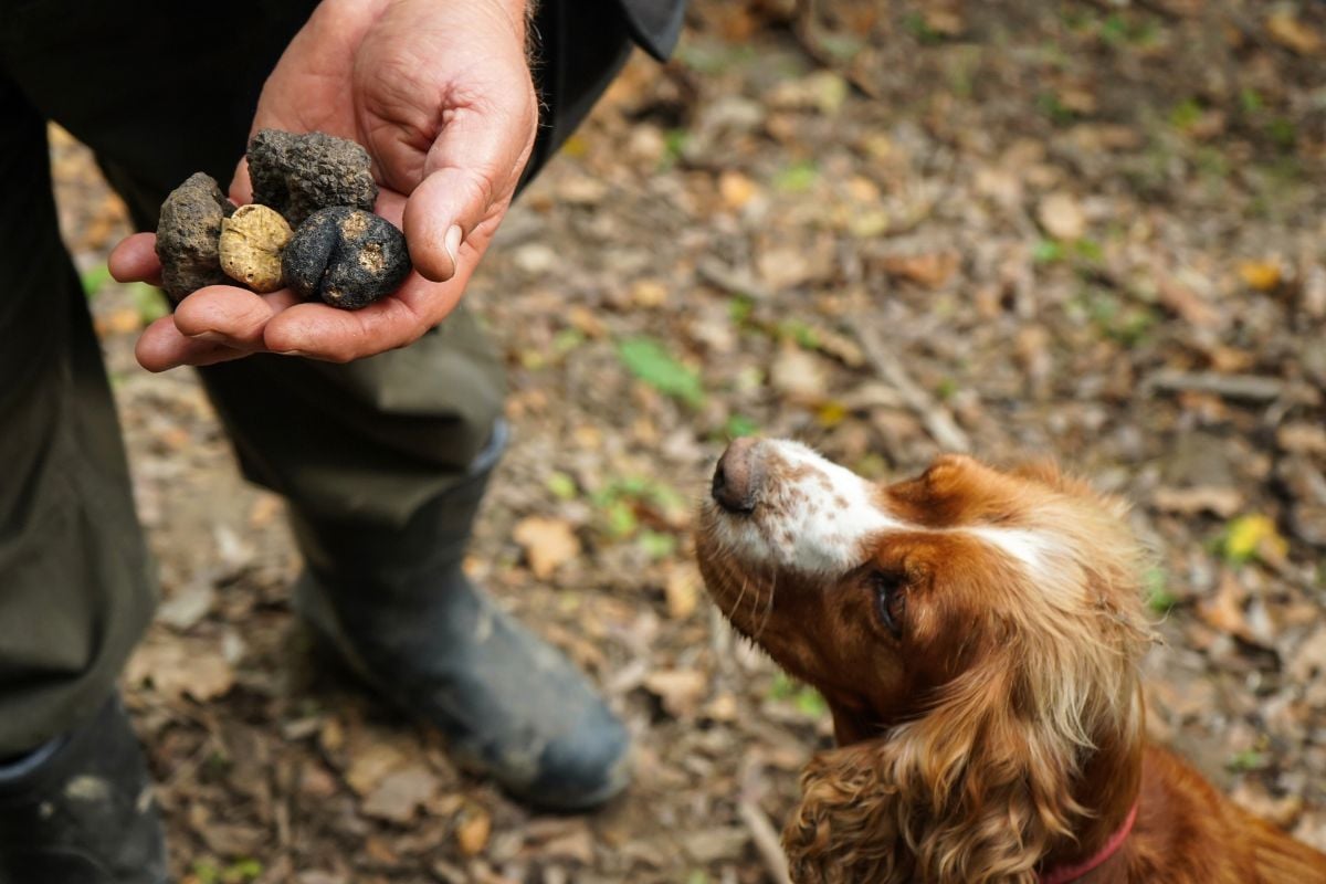 Best Truffle Hunting Tours from Florence All You Need to Know For a Gastronomic Treasure Hunt