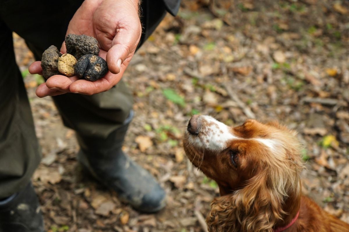 best truffle hunting tours from Florence