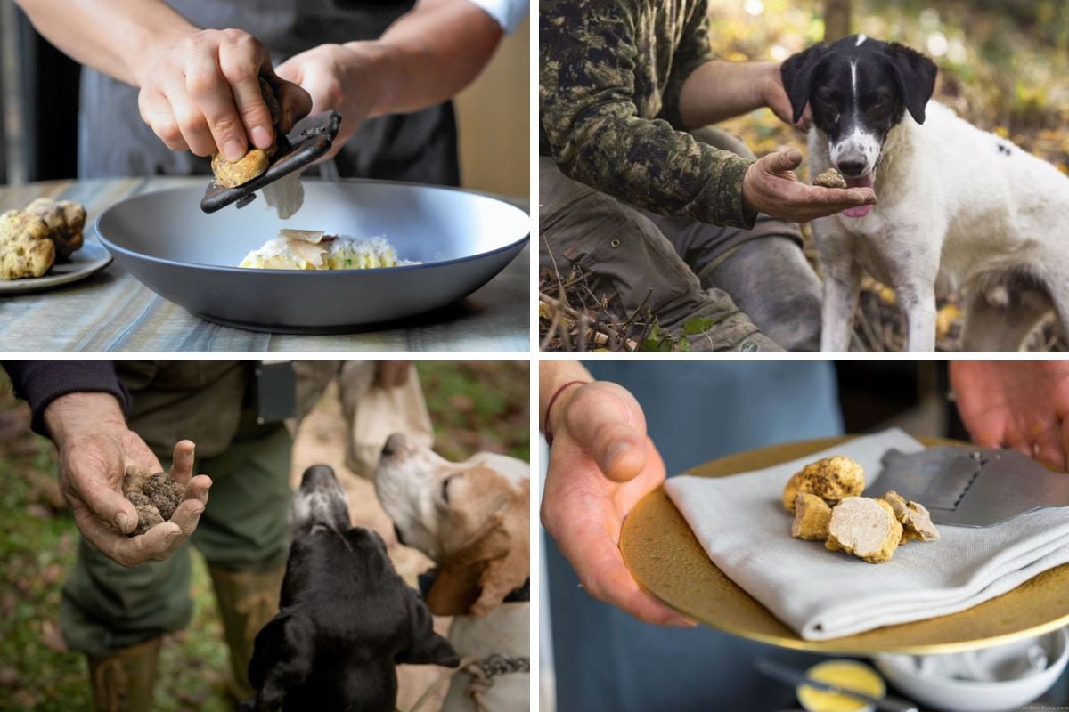 Best Truffle Hunting Tours from Florence All You Need to Know For a Gastronomic Treasure Hunt