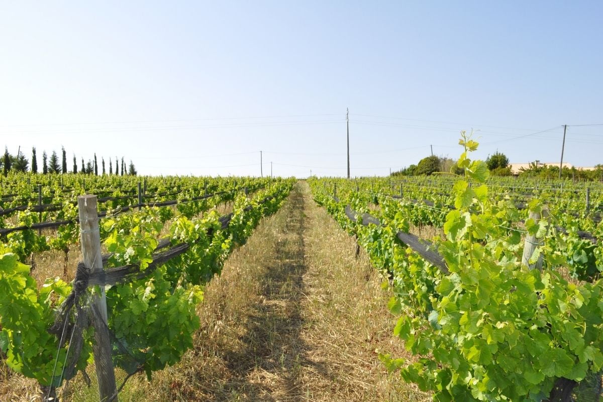 Algarve wine region, Portugal
