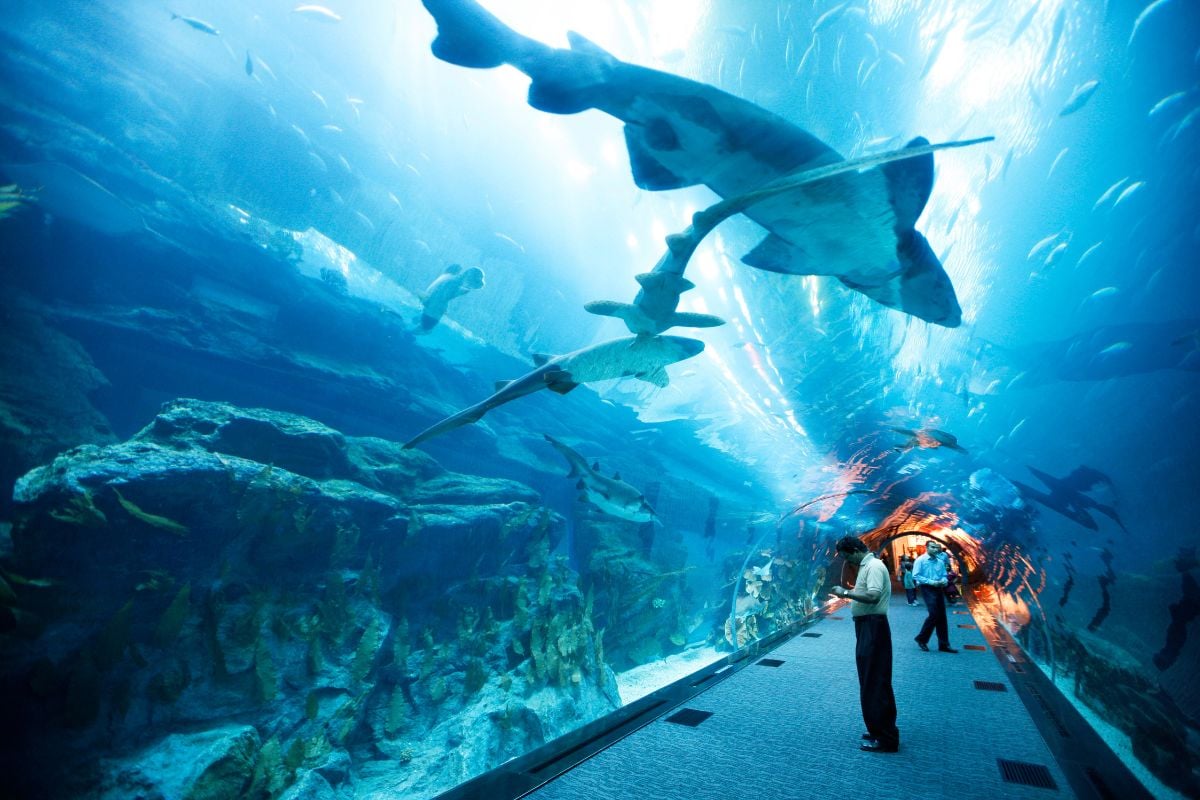 Atlantis Aquaventure Water Park Tickets Price and Dubai Aquarium