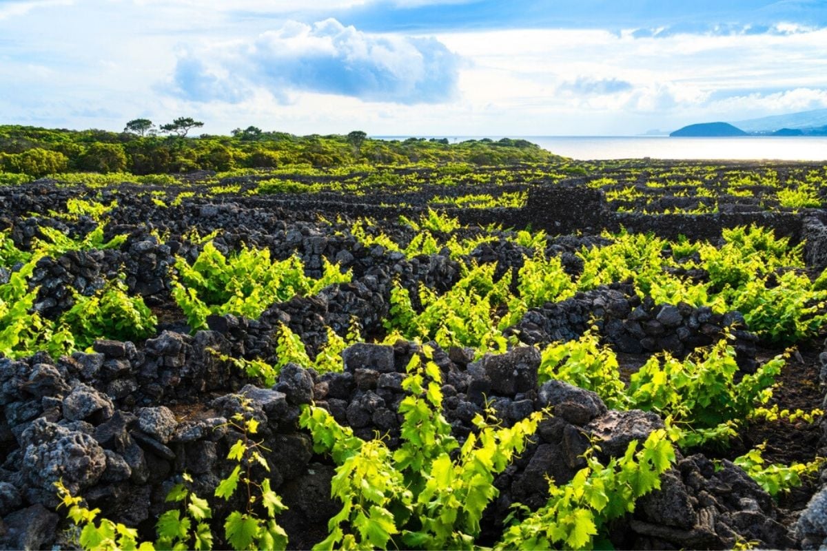 Azores wine region, Portugal