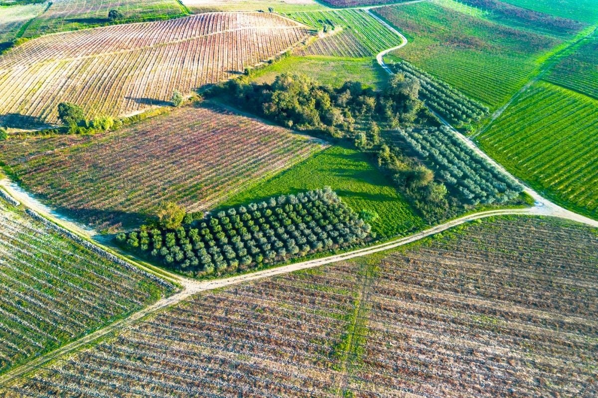 Bairrada wine region, Portugal
