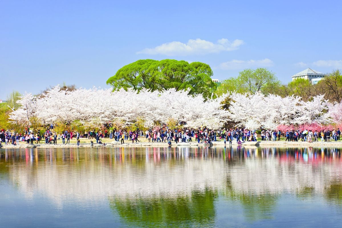 Yuyuantan Park Cherry tree blossom festival in Beijing, China