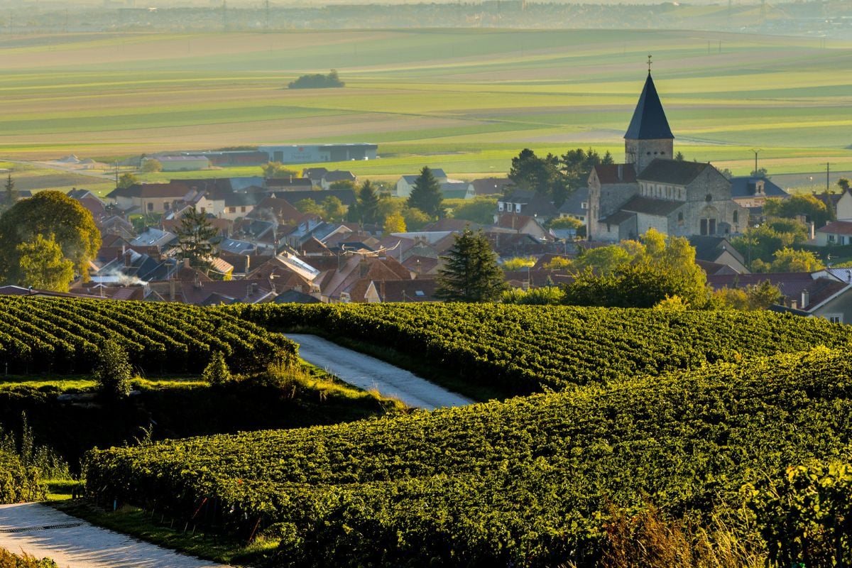 Champagne Louis de Sacy vineyards
