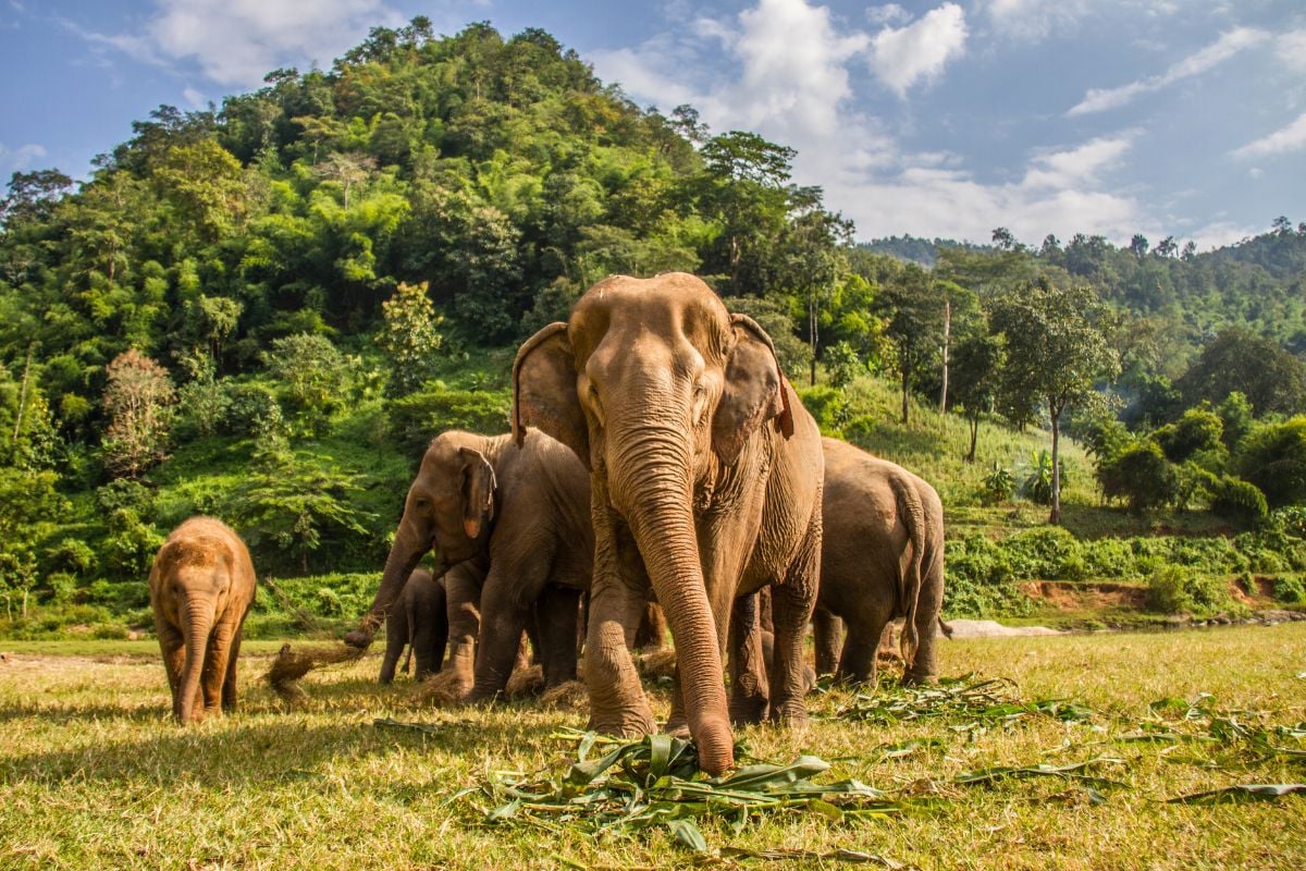 Elephant Sanctuaries tours from Chiang Mai