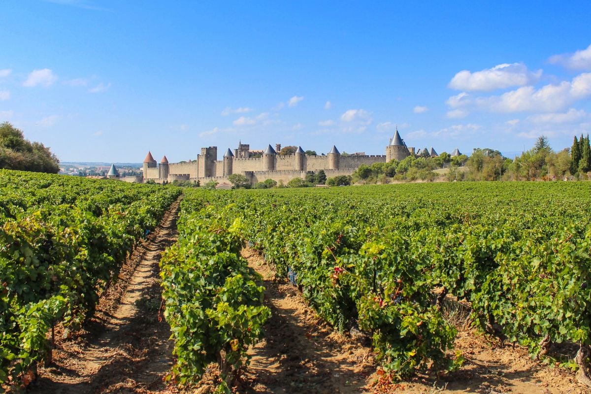 City of Carcassonne with vineyards in Languedoc-Roussillon