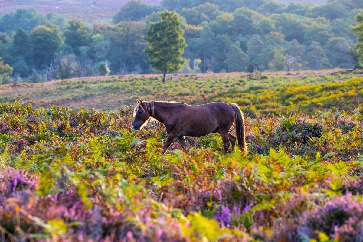 New Forest, England