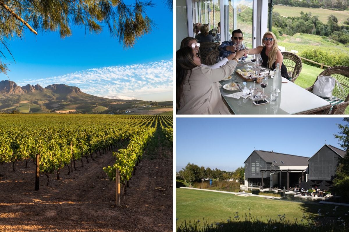 Premium Half-Day Constantia Wine Tour from Cape Town