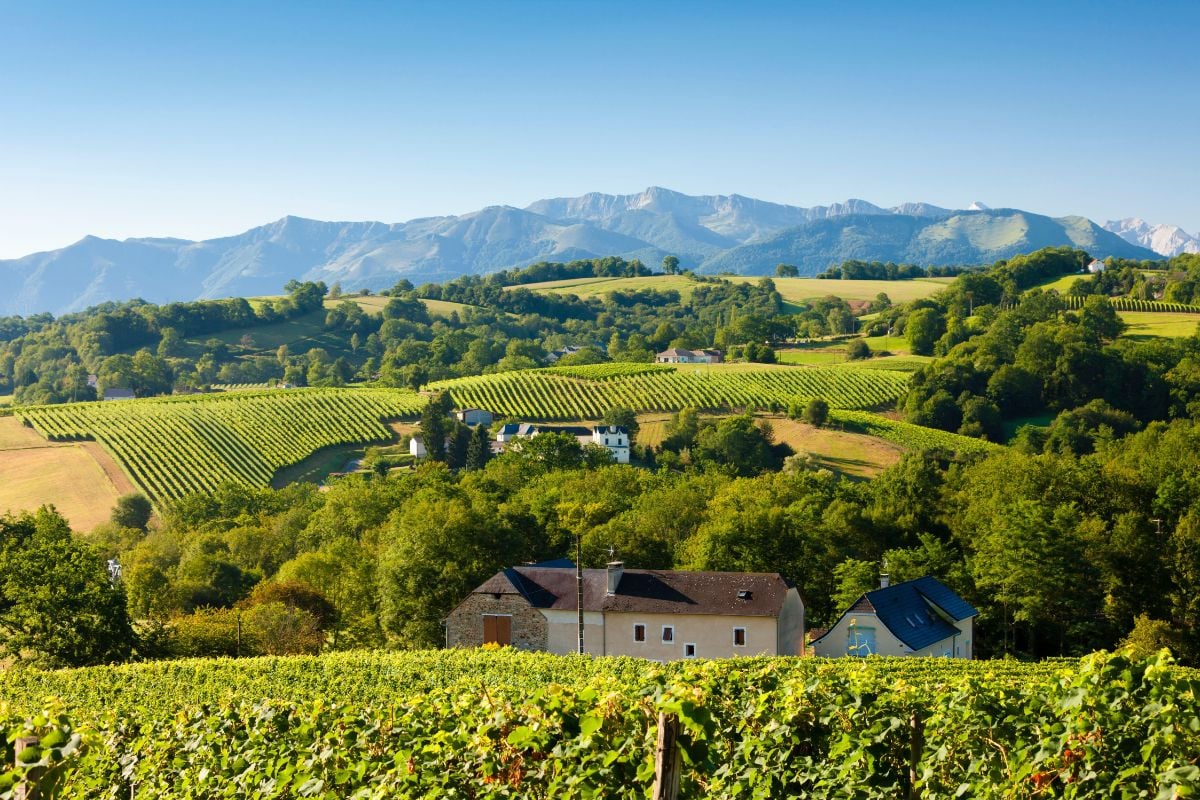 vineyards in south Jurancon, France