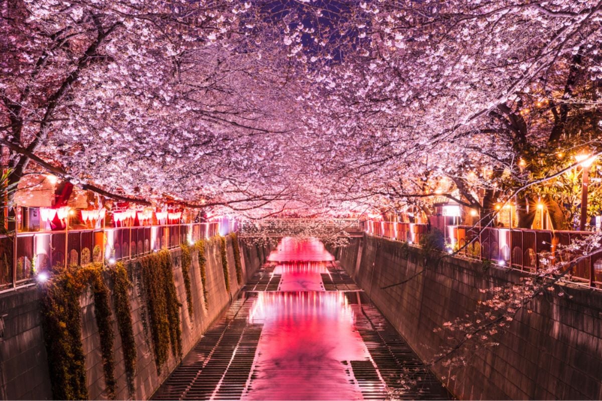 Cherry blossom rows along the Meguro River in Tokyo, Japan