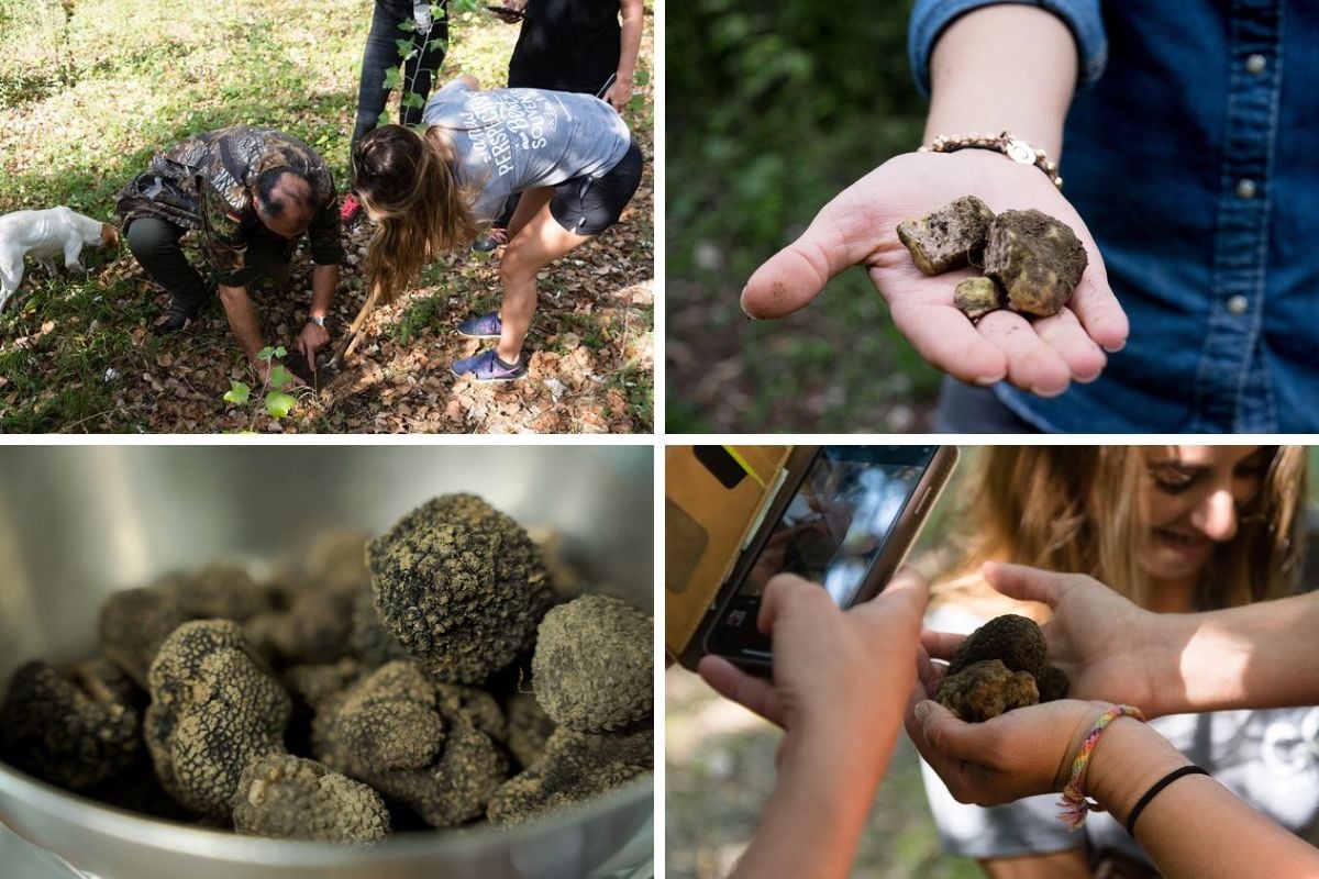 8 Best Truffle Hunting Tours in Florence for Culinary Enthusiasts and Nature Lovers TourScanner