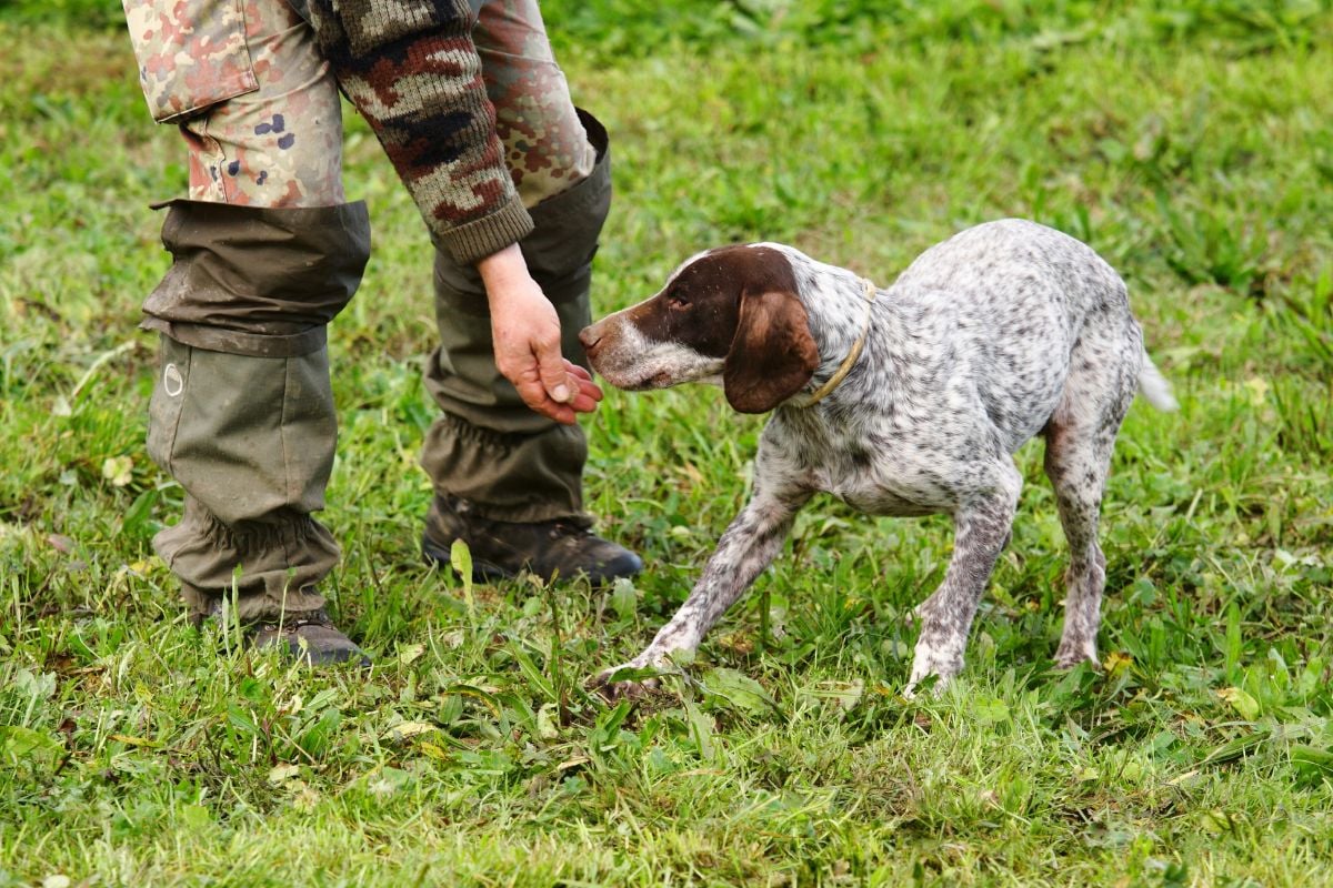 8 Best Truffle Hunting Tours in Florence for Culinary Enthusiasts and Nature Lovers TourScanner