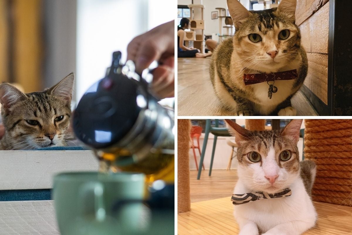cat cafe in Singapore