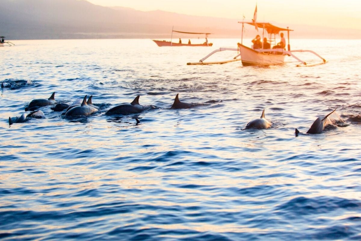 dolphin watching in Lovina, North Bali